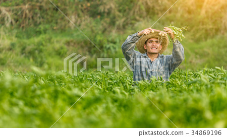 Young farmer happy with potato fields, Asia 34869196
