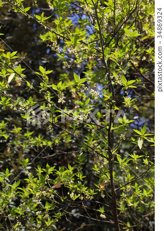 Green leaf and flower 34869324