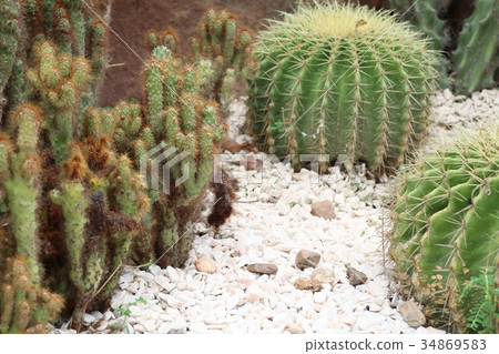 Desert cactus 34869583