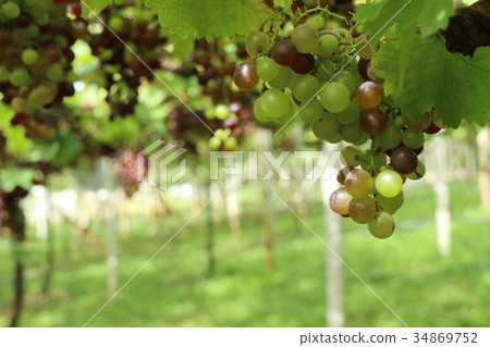 grapes grapes 34869752