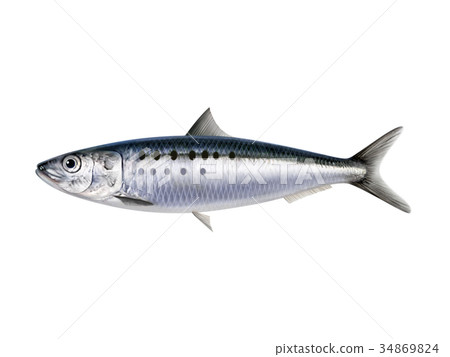 sardine sardine 34869824