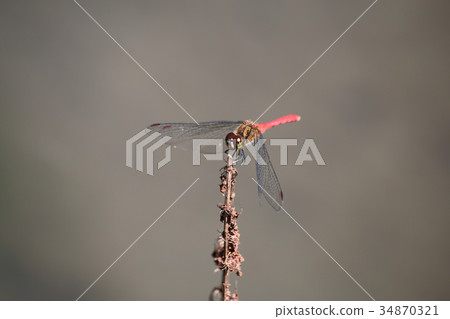 Mayutateakane Mayutateakane 34870321