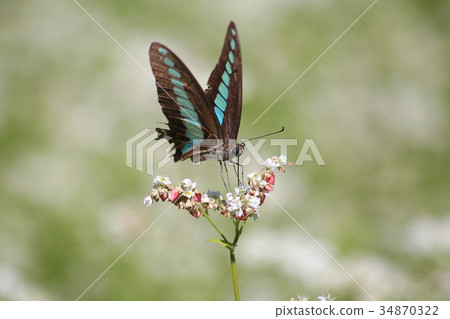 Aosujiageha harvesting 34870322