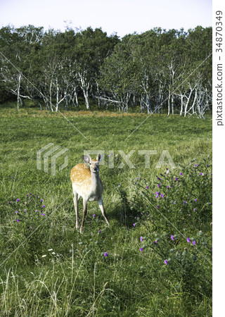 Ezo deer 34870349