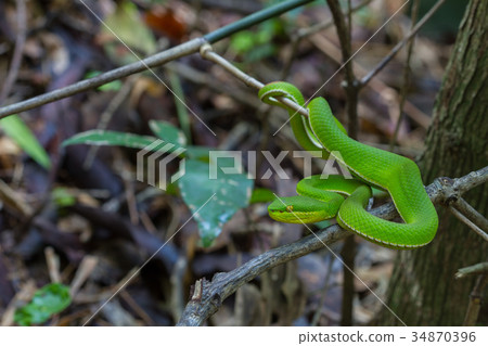Close up Yellow-lipped Green Pit Viper snake Close up Yellow-lipped Green Pit Viper snake 34870396