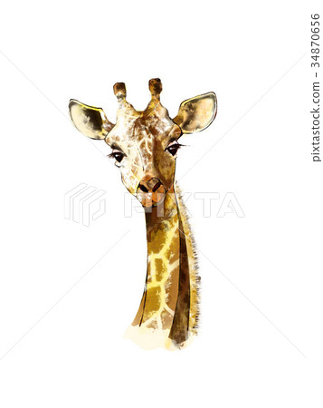 Giraffe Giraffe 34870656
