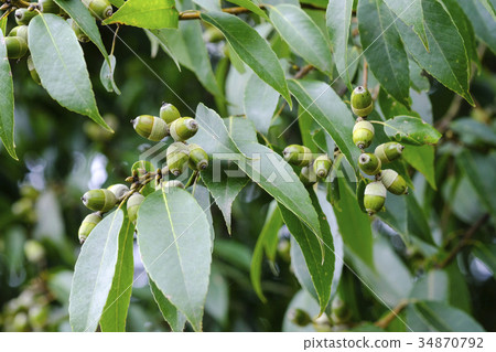 Oak tree acorn Oak tree acorn 34870792