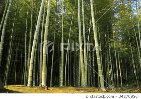 竹子 34870956