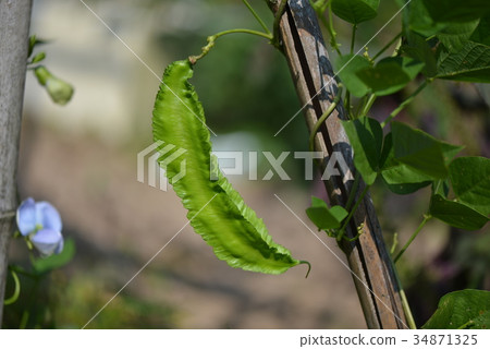 在開闊的田野種植的方形豆 34871325