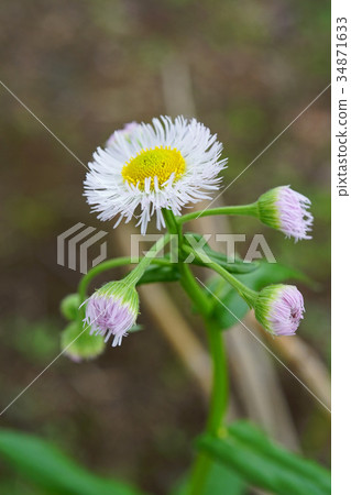 Haruon漂亮,看起來不錯 Haruon漂亮,看起來不錯 34871633