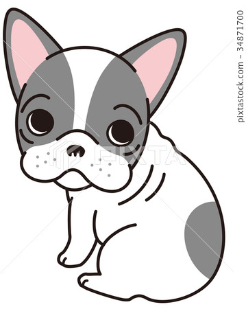 French bulldog gray 34871700