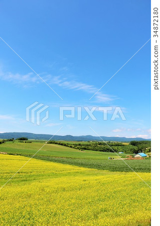 北海道藍天和強奸的土地開花 北海道藍天和強奸的土地開花 34872180