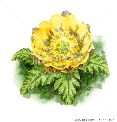 Fukujugusa painted by watercolor Fukujugusa painted by watercolor 34872302