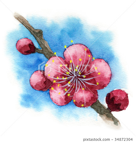 Red plum drawn by watercolor Red plum drawn by watercolor 34872304