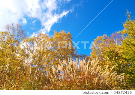 樺樹林 樺樹林 34872436