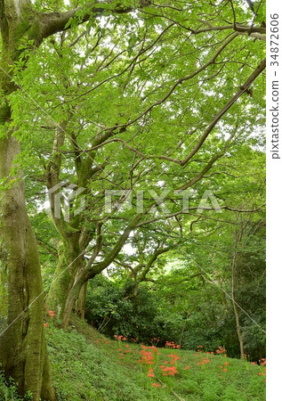 Kamatagawa Spring Park 34872606