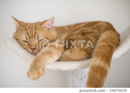 睡覺的貓 睡覺的貓 34873076