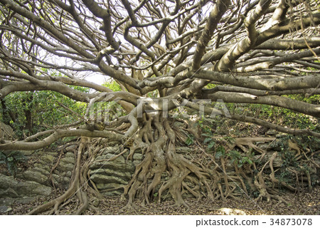 榕樹下 榕樹下 34873078