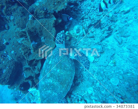 海龜 海龜 34873381