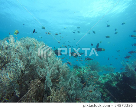 魚國 魚國 34873386