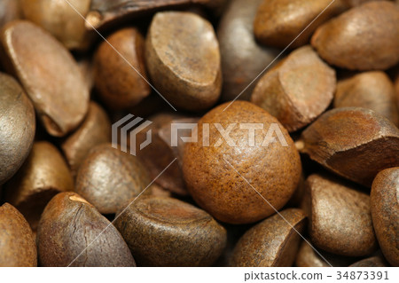 山茶物種 山茶物種 34873391