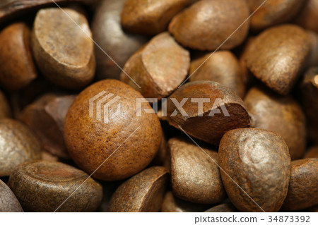 山茶物種 山茶物種 34873392