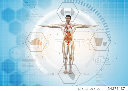 human anatomy 34873487