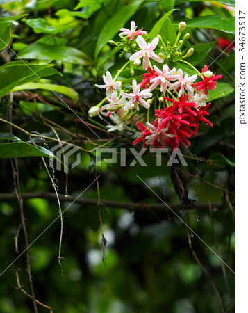 Chinese honey Suckle flower, Rangoon creeper Chinese honey Suckle flower, Rangoon creeper 34873517