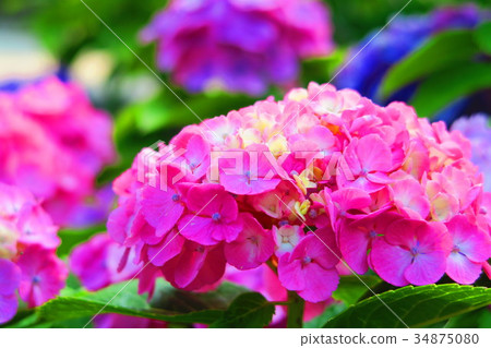 Hydrangea flowers of Bunkyo Hydrangea Festival (Western Hydrangea, Gaku Hydrangea, etc.) Hydrangea flowers of Bunkyo Hydrangea Festival (Western Hydrangea, Gaku Hydrangea, etc.) 34875080