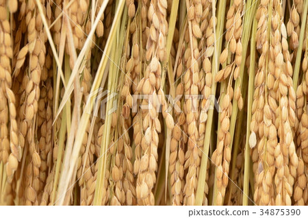 Autumn in the suburbs of Tokyo is Hachioji City 34875390