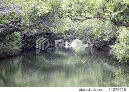 四草綠色隧道 34876036