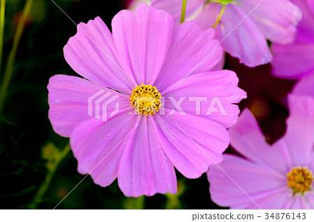 Cosmos Cosmos 34876143