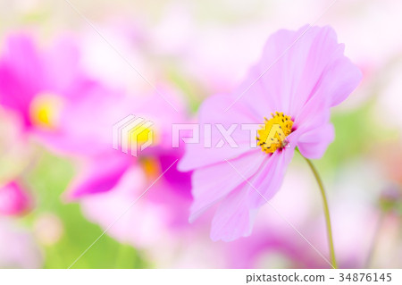 Cosmos Cosmos 34876145