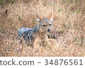 Jackal peeking from the savanna 34876561