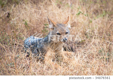 Jackal peeking from the savanna Jackal peeking from the savanna 34876561