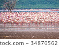 Flock of flamingos 34876562