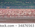 Flock of flamingos 34876563