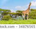 Giraffes living on remote islands 34876565