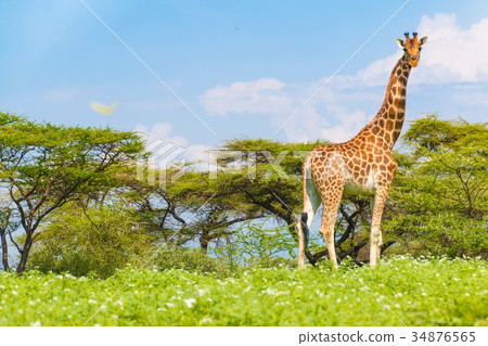 Giraffes living on remote islands Giraffes living on remote islands 34876565