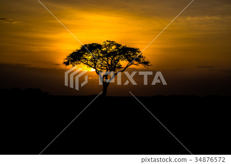 Sunset of savanna Sunset of savanna 34876572