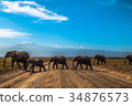 Kilimanjaro and a row of elephants 34876573