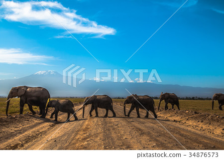 Kilimanjaro and a row of elephants Kilimanjaro and a row of elephants 34876573