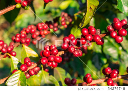 Coffee cherries , coffee beans ripening on coffee  34876746