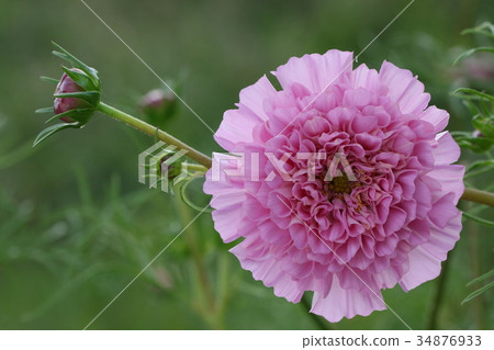 Cosmos 34876933