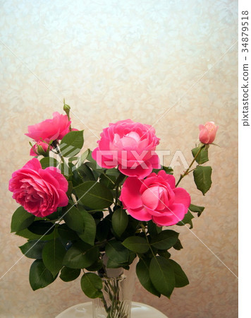 花瓶玫瑰(Paul Neillon) 花瓶玫瑰(Paul Neillon) 34879518