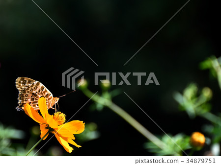 Cosmos and leopard butterfly and copy space 34879751