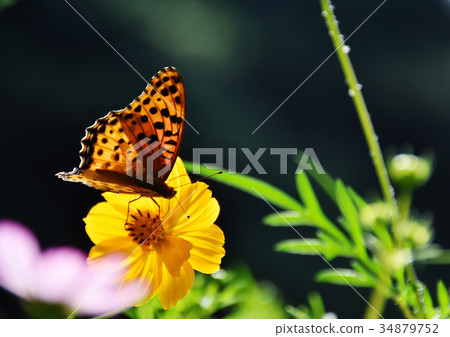 波斯菊和豹子蝴蝶和拷貝空間 34879752