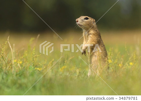 Ground squirrel standing 34879781