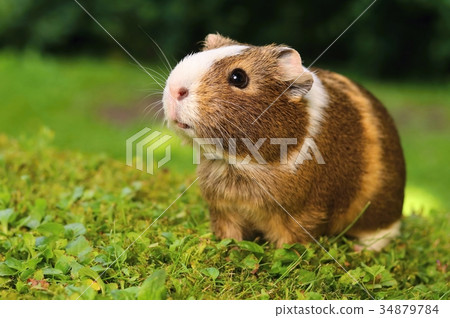Guinea pig on lawn 34879784