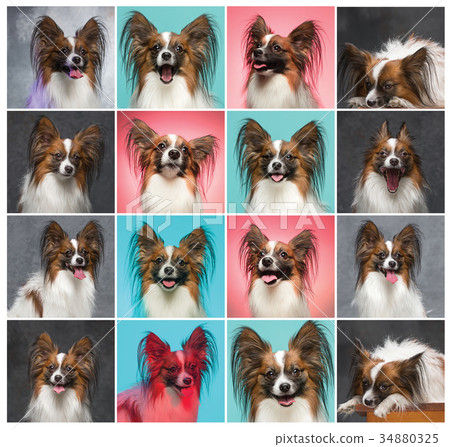 Studio portrait of a small yawning puppy Papillon Studio portrait of a small yawning puppy Papillon 34880325